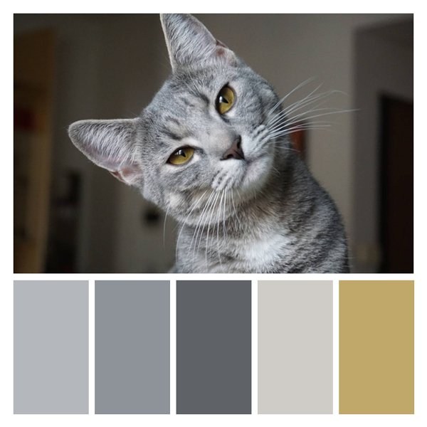 Feline Sophistication