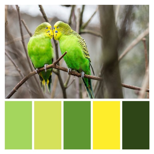 Lovebird Lime